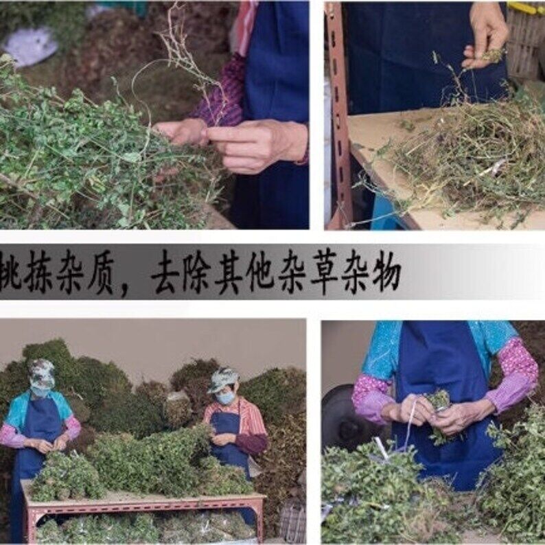 Organic Dried Peruvian Groundcherry Herb, Downy Groundcherry Fruitor Herb