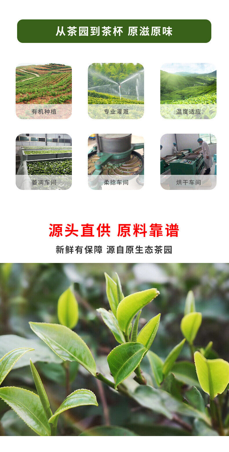 Yingde Black Tea Yinghong No. 9 Strong-flavor Black Tea Canned 125G
