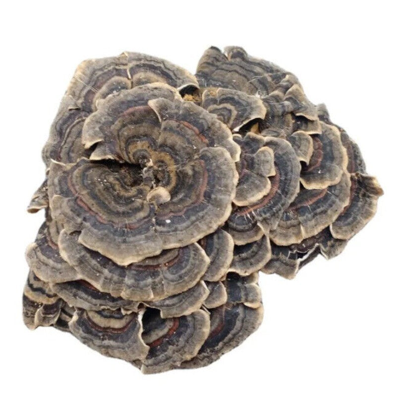 Raw Wholesale Organic Dried Turkey Tail Mushroom 500g Main image