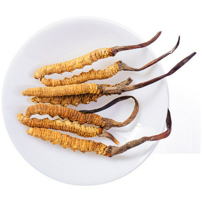 Premium Wild Cordyceps Sinensis 5g