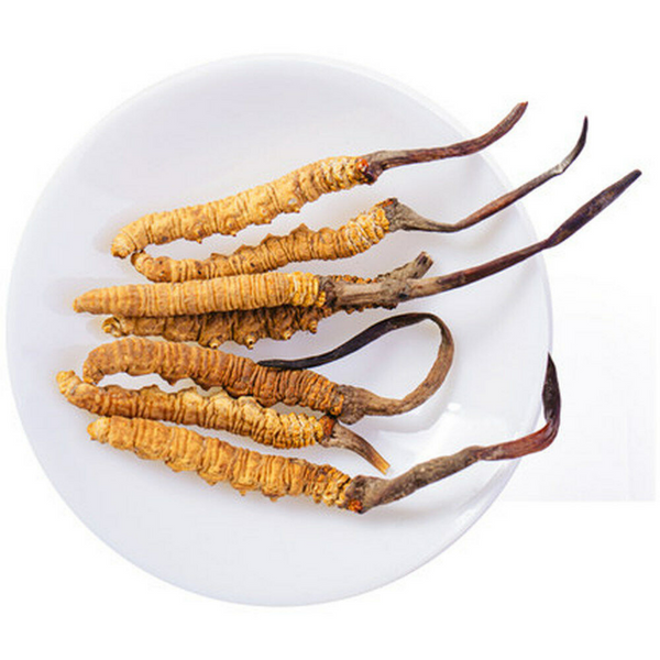 Premium Wild Cordyceps Sinensis 5g