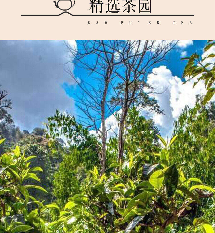 HelloYoung 300g Yunnan Pu'er Raw Tea Early Spring Tea Xigui Ancient Tree Gold Bar Tea Brick