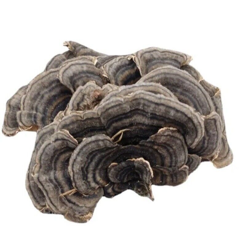 Raw Wholesale Organic Dried Turkey Tail Mushroom 500g Secondary image