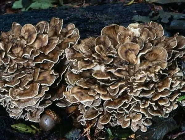 500g Getrockneter Maitake Pilz – Natürlicher Lebensmittel Pilz für Kochzwecke