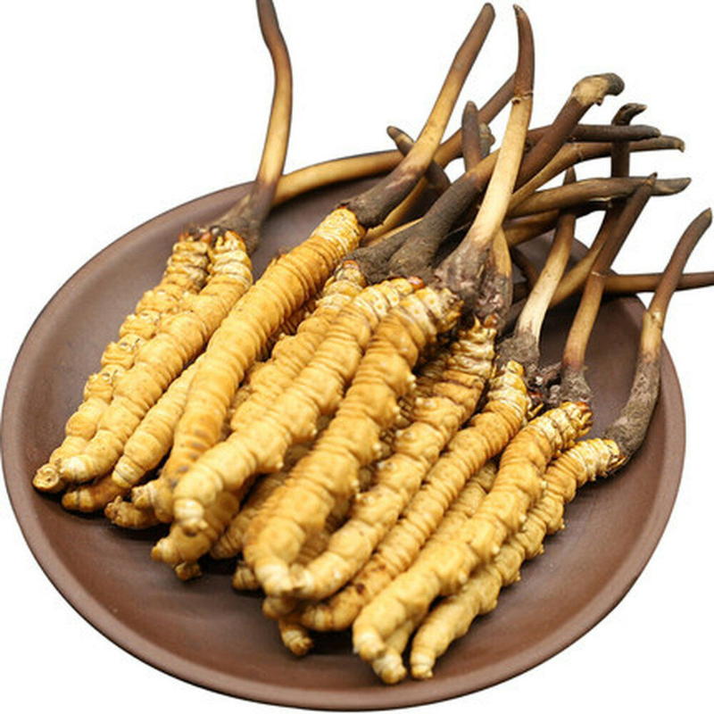Premium Wild Cordyceps Sinensis 5g