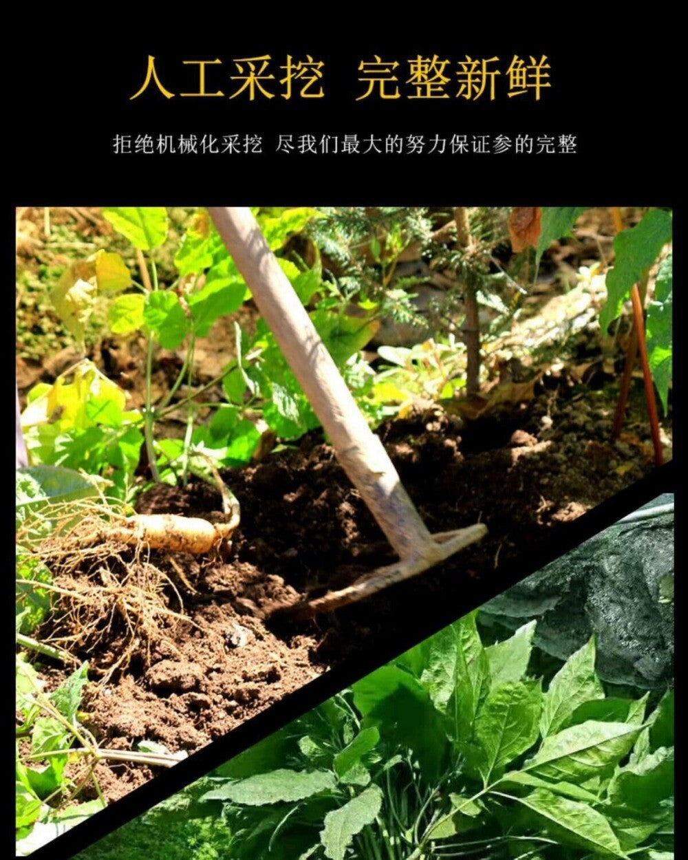 Jilin Changbai Mountain White Ginseng Powder 100% Pure Premium Natural