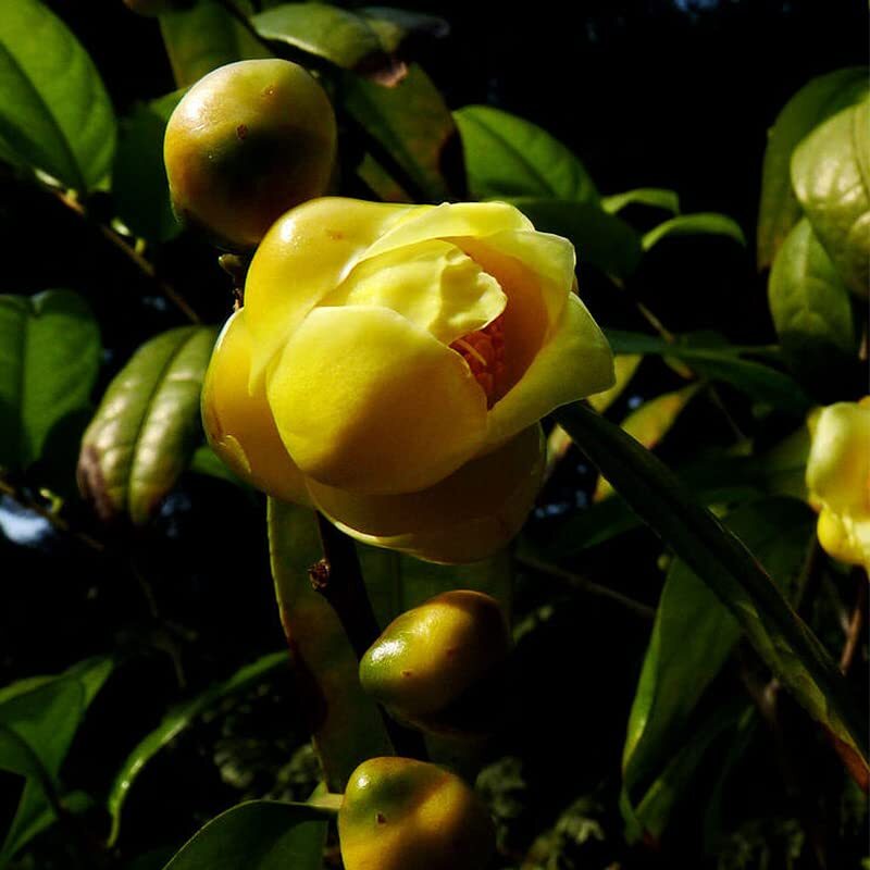 Fangcheng Specialty Flower Tea Authentic Golden Camellia Tea 3.53oz 金花茶