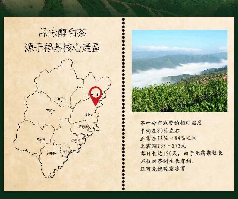 HelloYoung 500g shoumei small square piece fuding white tea sunshine tea bagged white tea