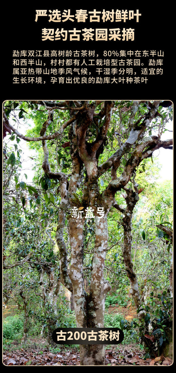 Pu'er Tea Raw Tea 88 Green Brick Spring Tea Yunnan Ancient Tree Tea 500g