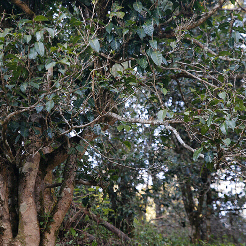 HelloYoung Bamboo Shell Pu-Erh Jujube Fragrant Tuocha Premium Cooked Pu'er Black Tea 500g