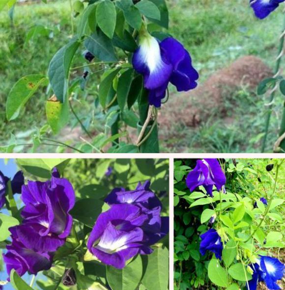 Herbal Tea Natural Food Additive Die Dou Hua Butterfly Pea Flower Tea 200g