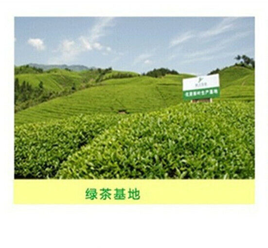 Fresh Biluochun Tea Natural Original Green Tea Organic Herbal Drink 250g/8.8oz