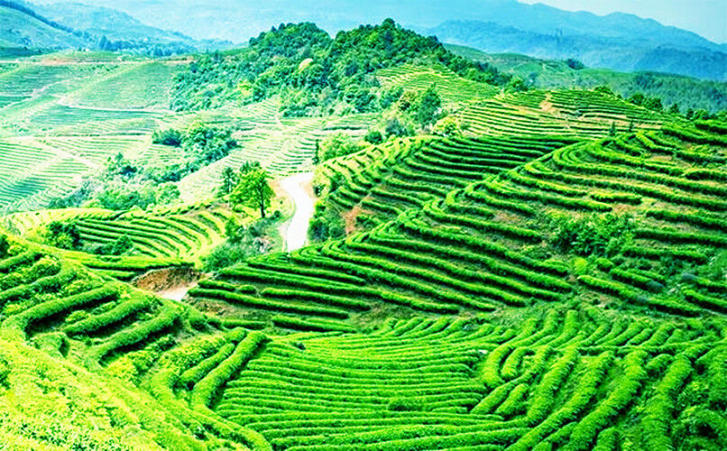 HelloYoung 100g Yunnan Ripe Pu-Erh Tea Mini Tuo Cha Handmade Ancient Trees Pu'er Blck Tea
