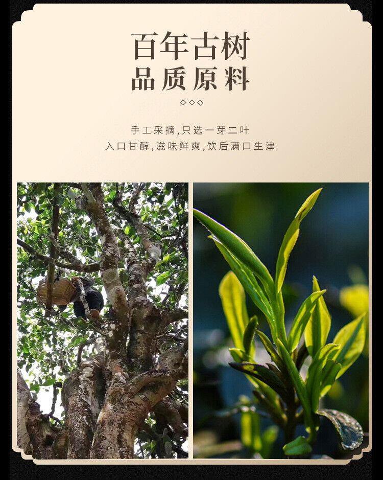 Yunnan Pu'er Tea Cake Raw Tea Menghai Spring Tea 100g