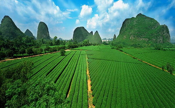 Fragrant Type Traditional Chinese Oolong Tea TiKuanYin Green Tea Anxi TieGuanYin