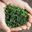 Traditionally Roasted Anxi Tieguanyin Tea Alpine Oolong Tea 50g - 500g