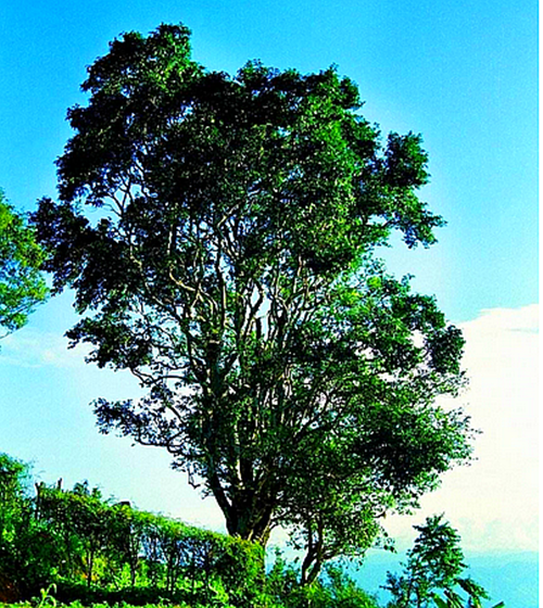 357g Dazhanhongtu Pu-erh Tea Puerh Raw Pu Erh Grand Plans Old Puer Tea Trees 普洱茶