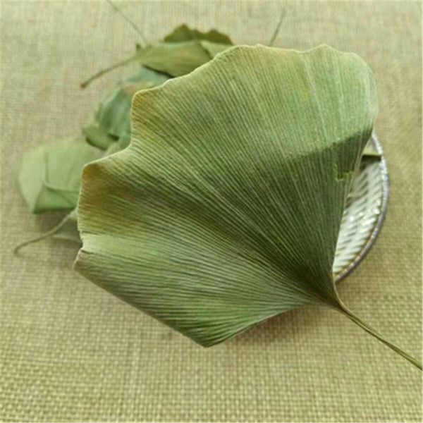 Ginkgo Biloba Leaves Chinese Wild Ginkgo Tea Medicinal Tea Herbal Tea