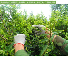 250g Oolong Schwarzer Tee Loses Blatt Phoenix Single Longitudinal Tee