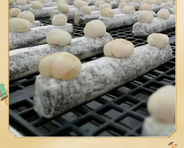 Dried Lion's Mane Mushroom Fresh Sulfur-free Monkey Head Mushroom