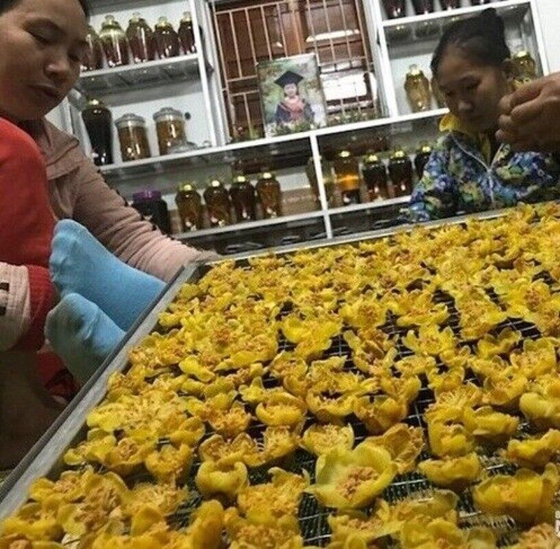 High Quality Dried Golden Camellia Golden Camellia Bloom Tea Flower Tea 500g