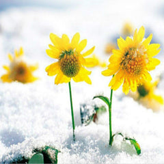 45g Chrysantheme Tee Berg Schnee Daisy Blume Tee Natürlicher Tee