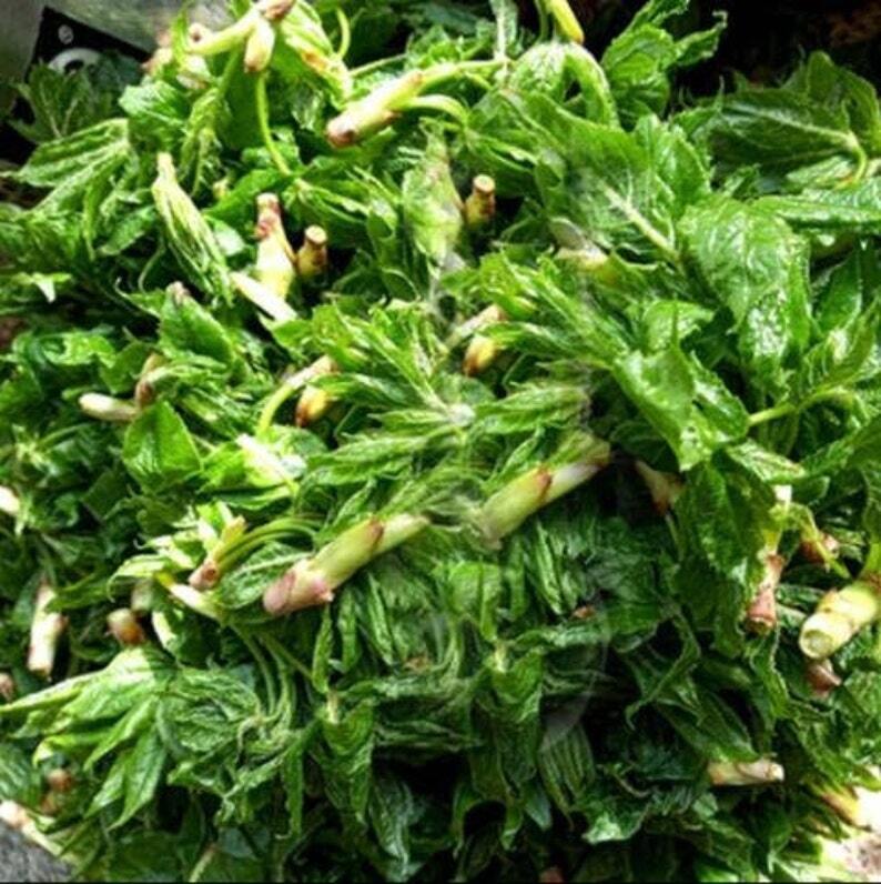 Dried Acanthopanax Leaf Tea Folium Acanthopanacis Senticosi Ci Wu Jia Ye Tea
