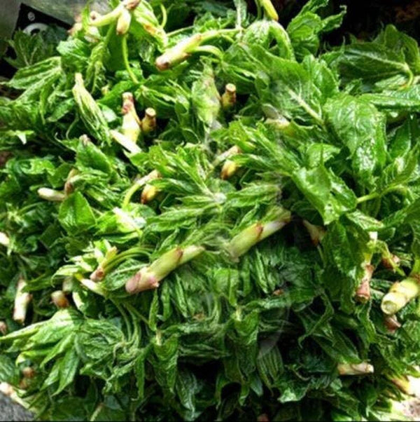 Dried Acanthopanax Leaf Tea Folium Acanthopanacis Senticosi Ci Wu Jia Ye Tea