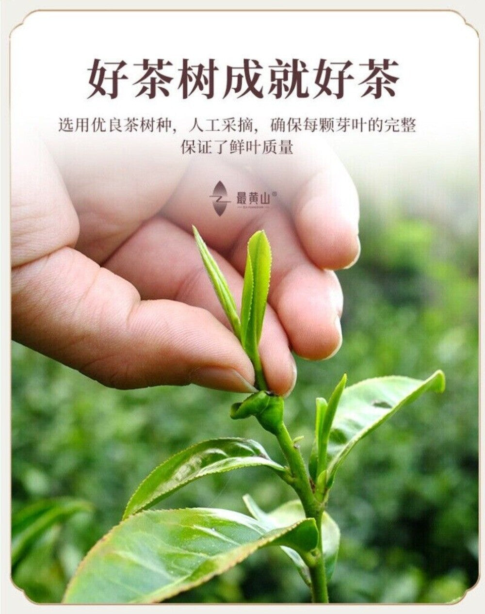 Keemun Black Tea Hong Mao Feng Fragrant Stomach Healthy  Full Leaf Loose Tea