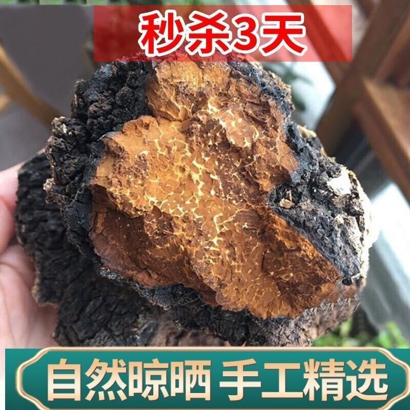 Wilder Chaga-Pilz-Extrakt Kontrolle des hohen Blutzuckerspiegels Birkenpilz-Tee