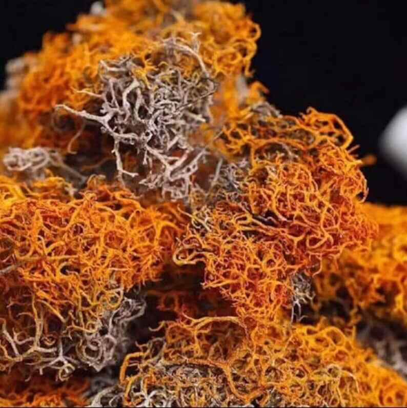 Organic Dried Red Thamnolia Vermicularia, Red Snow Tea Main image