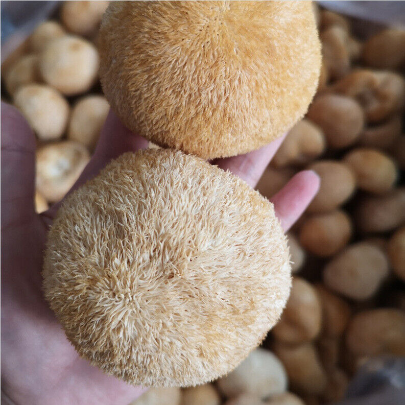 250g/8.8oz Hericium Erinsceus Mushroom Premium Lions Mane Mushroom  Dried Goods