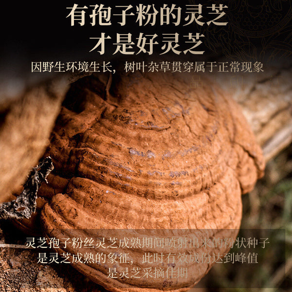 Ganoderma Lucidum Tablets In Tea and Soup Changbaishan Wildlife Infusion Tea