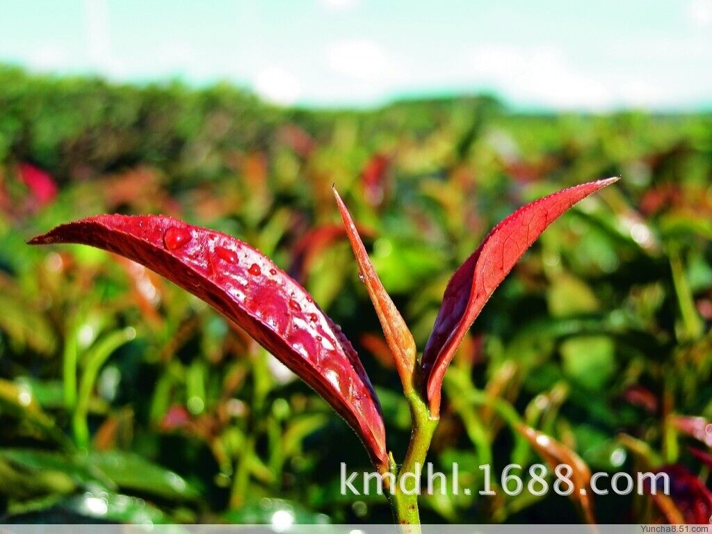 HelloYoung 500g Yunnan Pu'er Tea Raw Tea Loose Tea