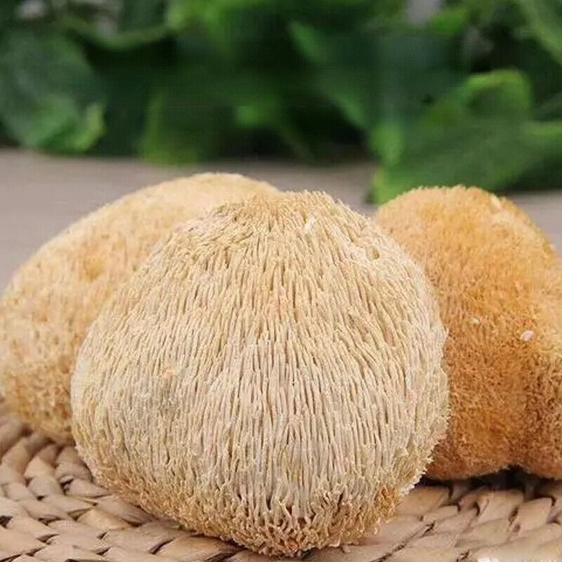100% Organic Natural Dried Lion's Mane Mushroom  Herbs Healthy Care 500g/1.1LB