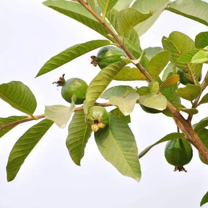 Organic Guava Leaf Tea Natural Psidium Guajava Linn Relieving Food Accumulation