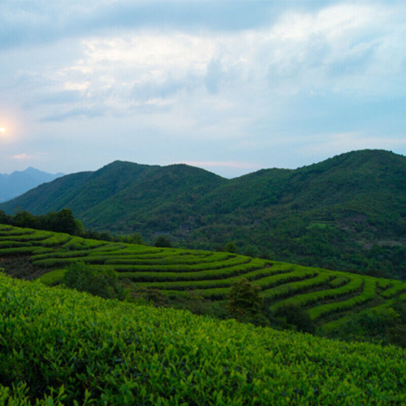 HelloYoung Organic Date Fragrant Tea Traditional Craft White Tea Fuding White Tea 100g