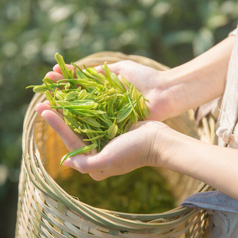 Natürlicher Frühling Neuer Tee Anji Gesunde Kräutertee Authentischer weißer Tee Secondary image