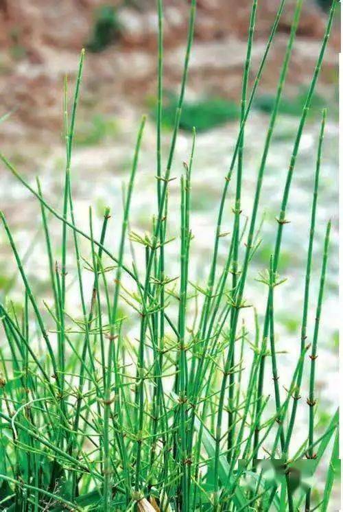 Tea Moheng Herbal Flower Tea Muheng Herb Floral 250g/8.8oz Natural Organic Green