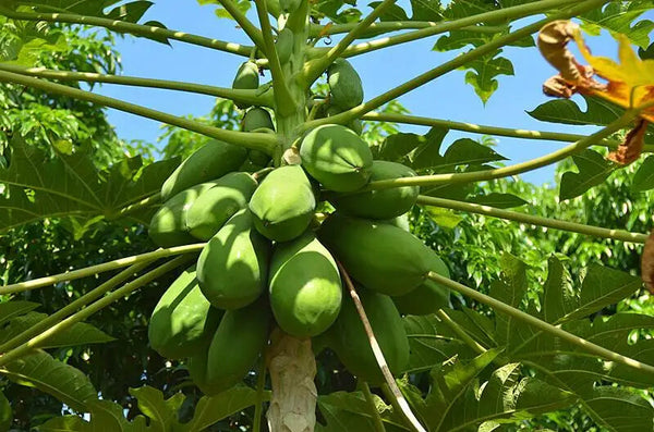 High Quality Chinese Herbal Extract Papaya Powder/Chaenomeles Extract Powder