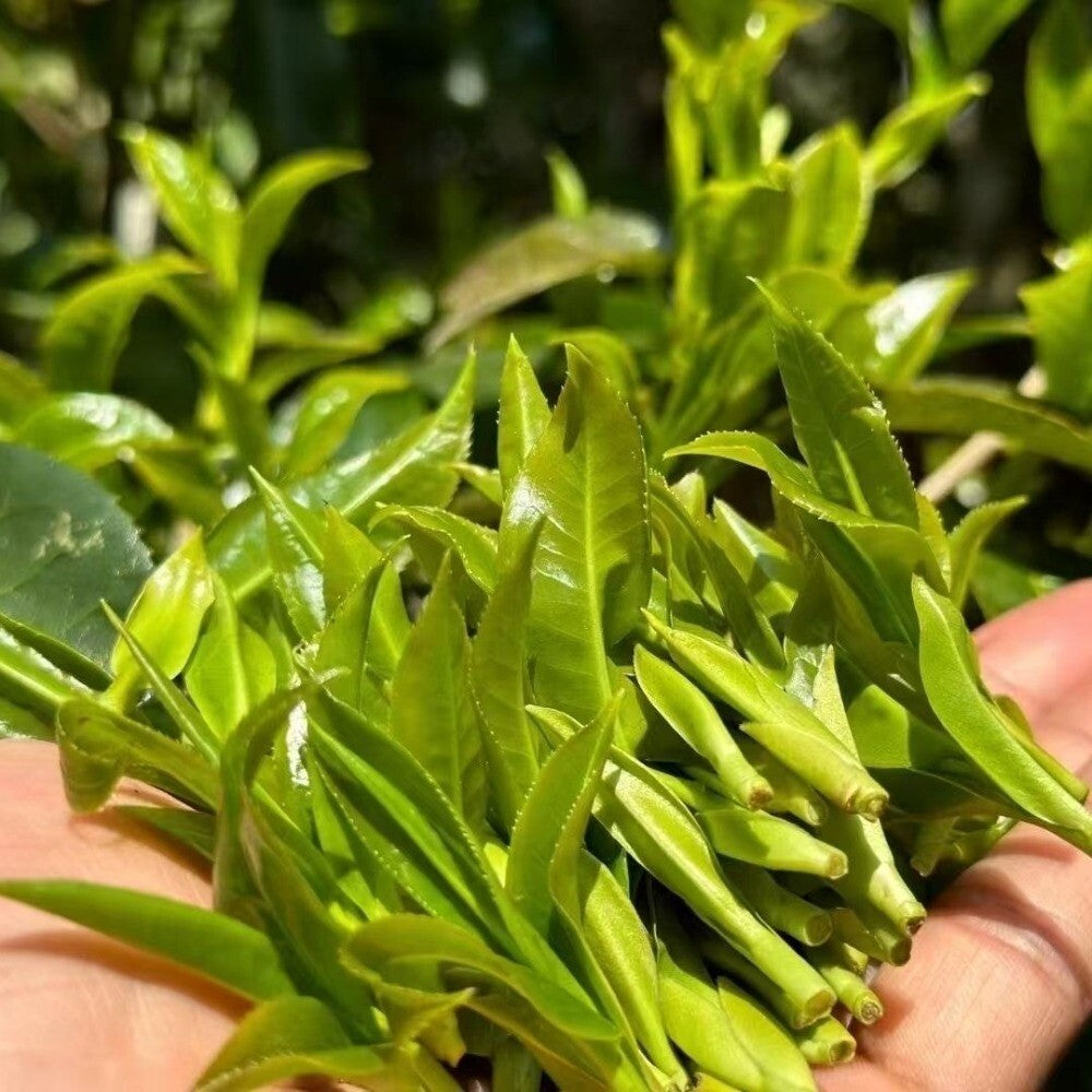 Yunnan Ancient Tree Raw Pu-erh Tea Natural Sheng High Mountain Loose Leaf Secondary image