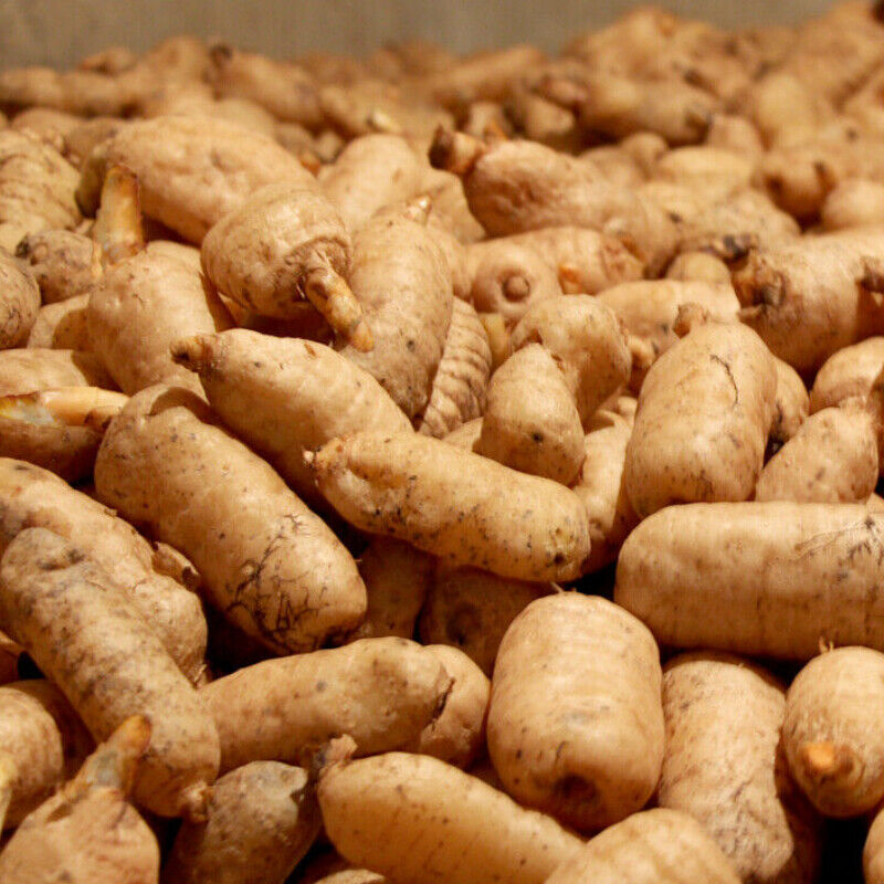 Natural Herbal Gastrodia Elata Roots Slice Tianma Chinese Genuine Herbs Medicine Secondary image