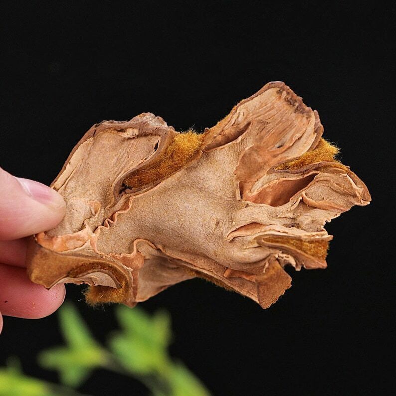 Recommend Rhizoma Cibotii, Cibotium Barometz, East Asian Tree Fern Rhizome Secondary image