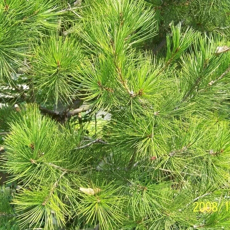 First Grade Pine Needles Powder Improving Sleeping Chinese Herbal Powder
