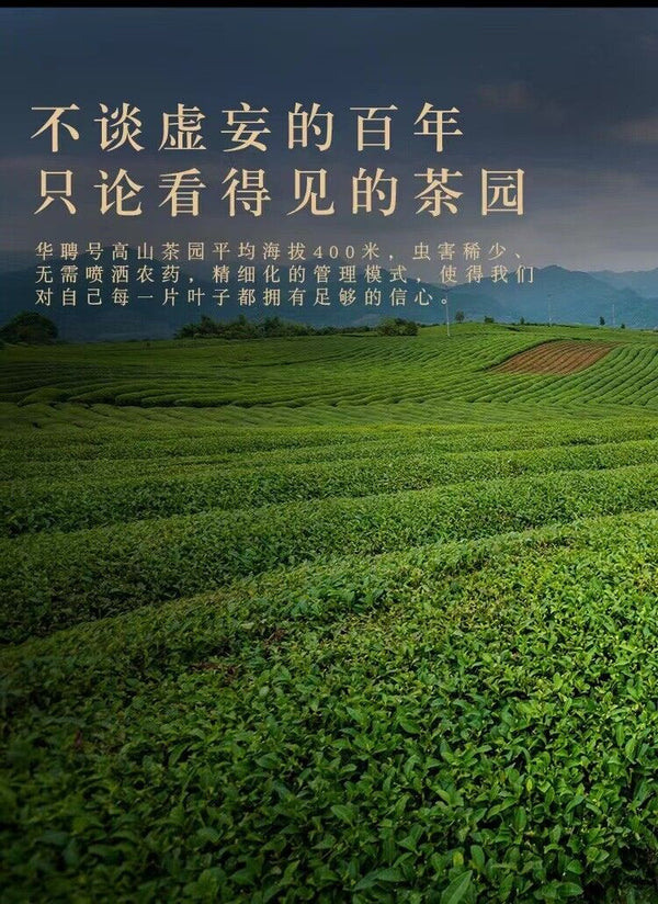 HelloYoung 350g Fuding high mountain white tea sun aged white tea gongmei date fragrance