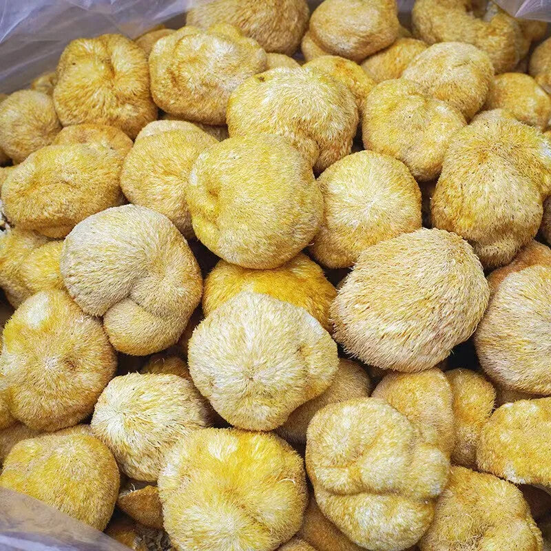 100% Organic Natural Lions Mane Mushroom 250g Hericium Erinaceus Hou Tou Gu 猴头菇