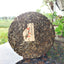 HelloYoung Organic Pu'er Spring Tea Zhonghongying KunLu Mountain Tea Ancient Tree Tea 357g