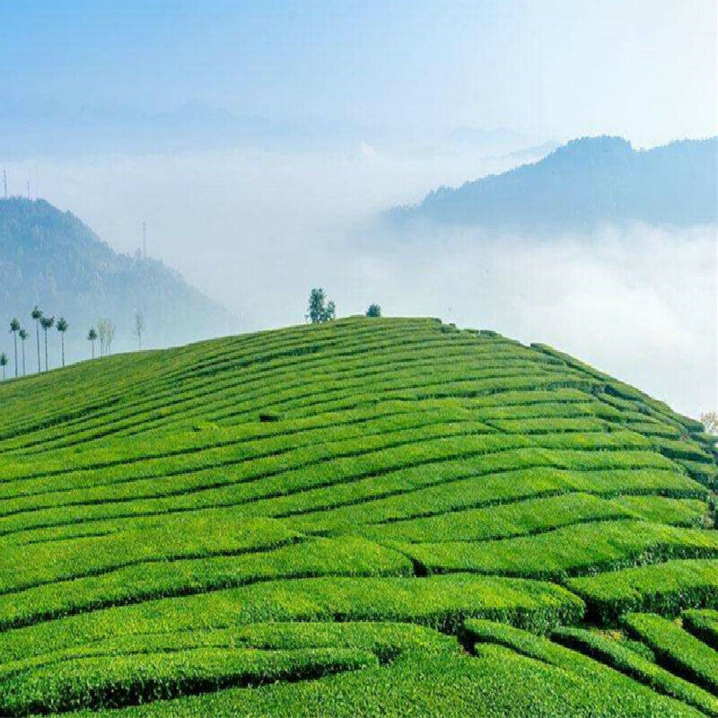 Top-Grade Shoumei Old White Tea Gardenia Hand Tearing White Tea Kuchen 150g