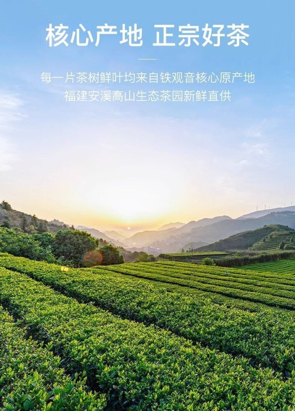 2025 Zhi Fu Tie Guan Yin Oolong Tea Spring High Mountain Loose Leaf
