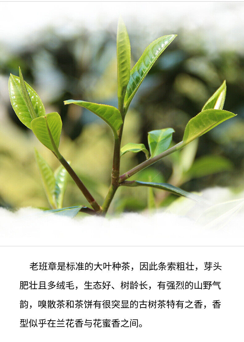 HelloYoung 357g Tea Cake Old Banzhang Pu'er Tea Raw Tea Cake Healthy Drink